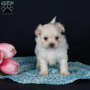 Piper (Tiny), Teddy Bear Puppy